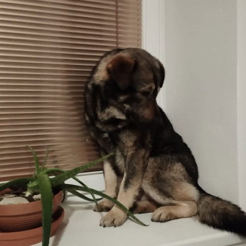 Macko