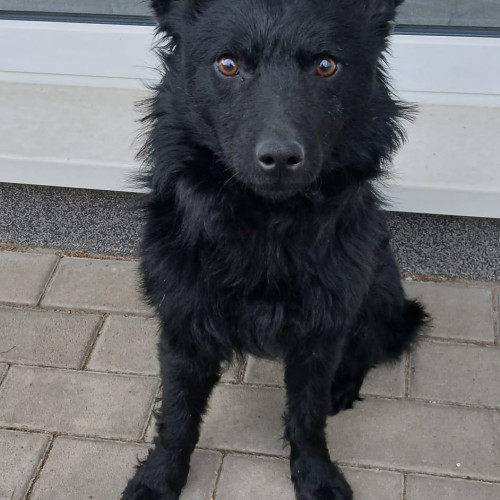 Darko