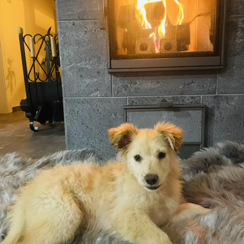 Eli