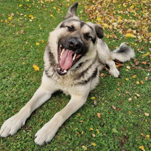 Maxo