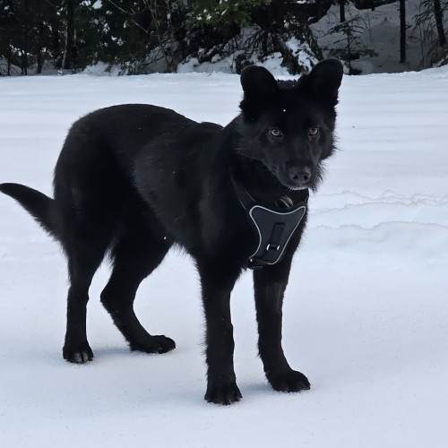 Blaky