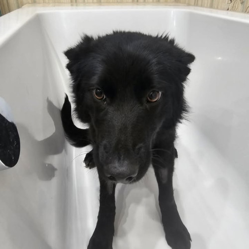 Blaky