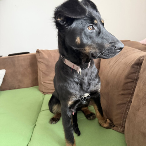 Borko